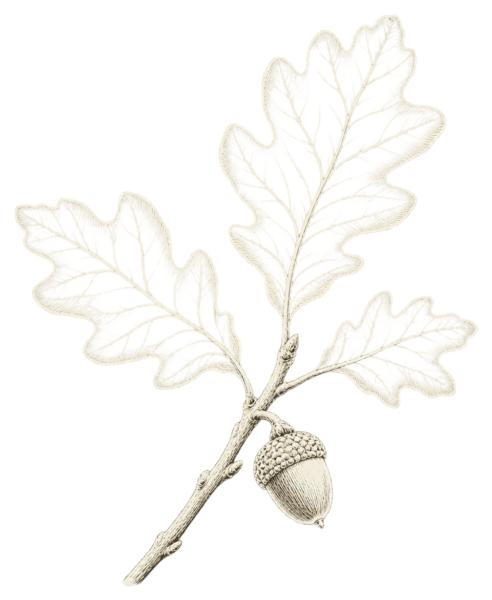 Engraving of an oak sprig with an acorn